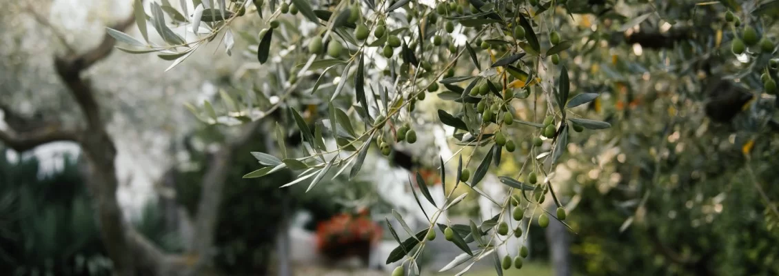 Olio Extra Vergine di Oliva Biologico Siciliano: Il Gusto Autentico della Terra