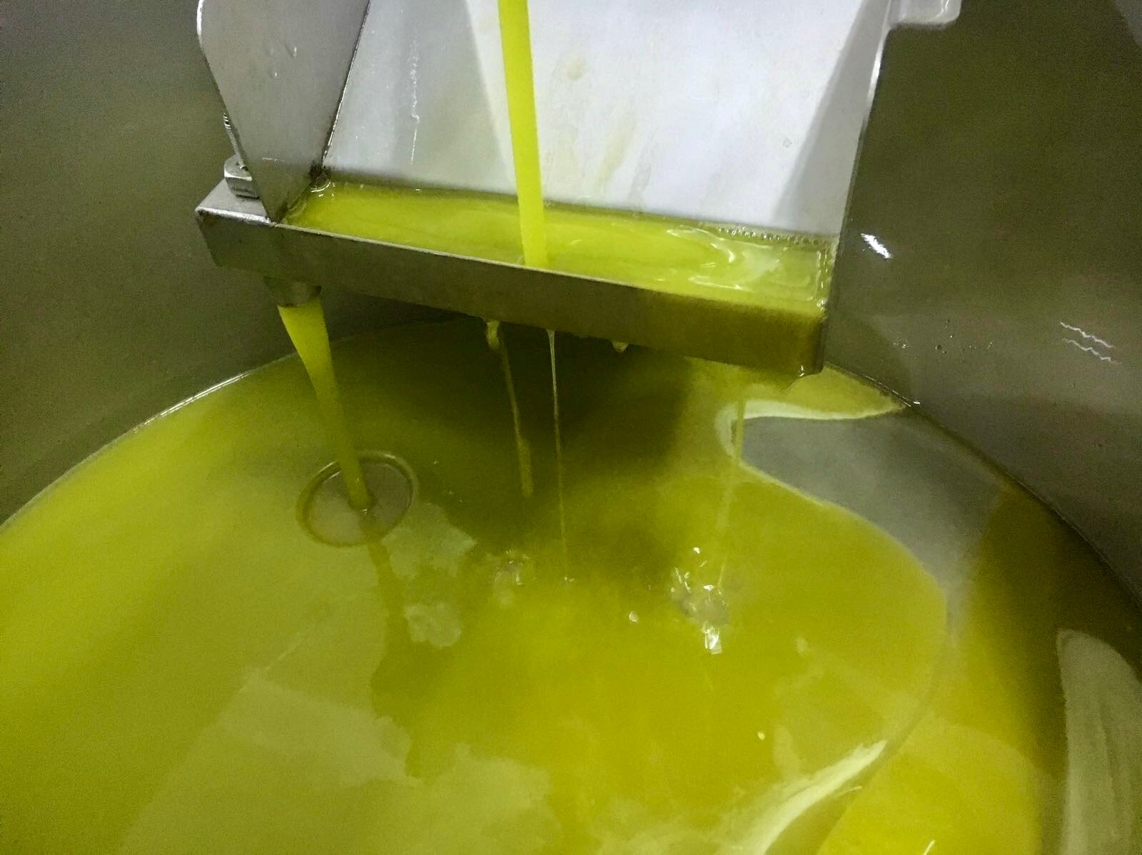 olio appena molito